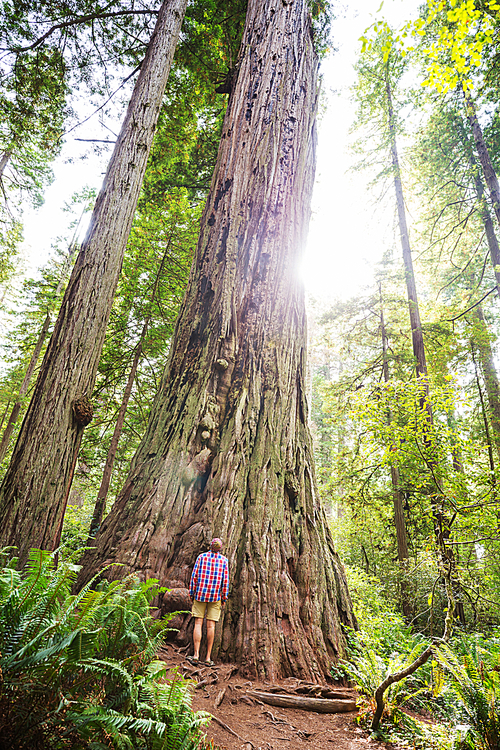 Sequoias forest in summer season