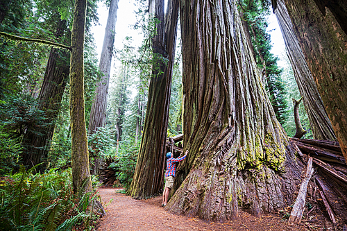 Sequoias forest in summer season