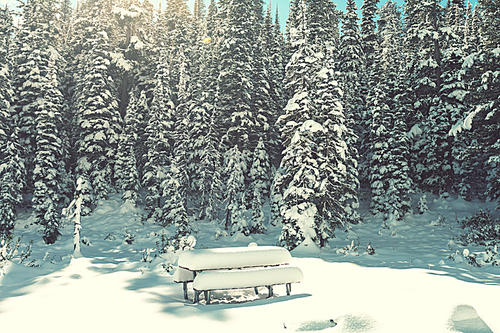 Winter scene in the forest