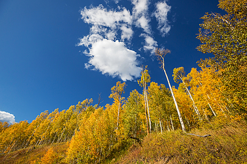 Autumn scene in yellow tones. Fall background.