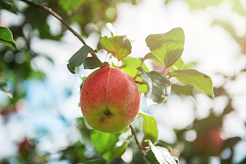 Apple tree with apples, organic natural fruits in a garden, harvest concept