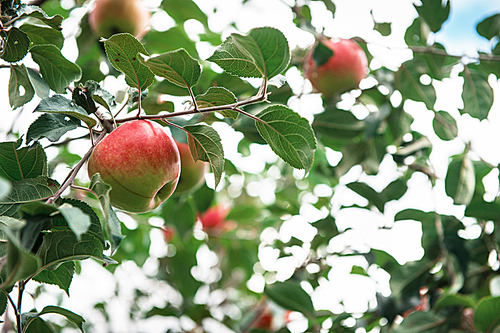 Apple tree with apples, organic natural fruits in a garden, harvest concept