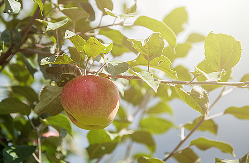 Apple tree with apples, organic natural fruits in a garden, harvest concept