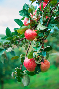 Apple tree with apples, organic natural fruits in a garden, harvest concept