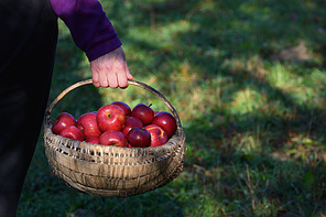 Farmer's Hands Hold A Large Basket Full Of Ripe Red Apples