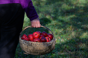 Farmer's Hands Hold A Large Basket Full Of Ripe Red Apples