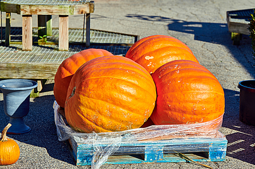 Pumpkin patch. Fresh giant pumpkins on a farm market. Rural landscape, Connecticut, USA