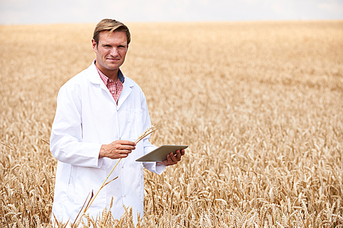 Portrait Of Scientist With Digital Tablet Examining Wheat Crop In Field