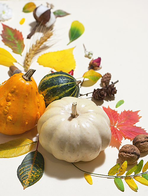 Autumn Colourful Leaves  Isolated on white table