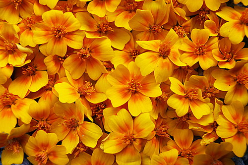 Background from ensemble flower marigold of the wanted colour
