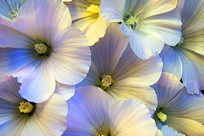 Beautiful decorative flower petunia year background wallpaper