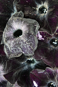 Colorful decorative year background from flower petunia black colour