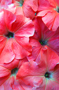 Beautiful flower petunia brightly red colour background