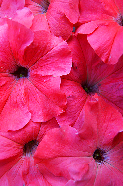 Decorative background from red flower petunia