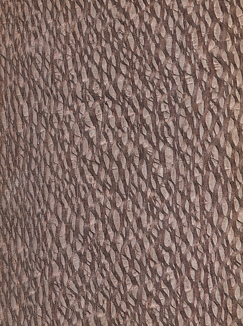 Natural wooden texture background. Lacewood.