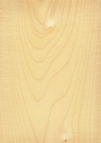 Natural wooden texture background. Maple wood.