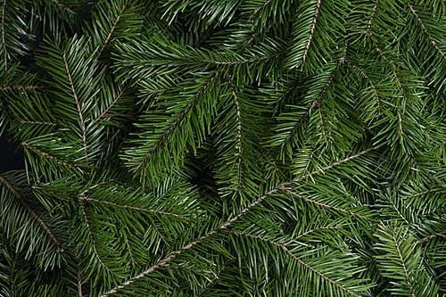 Background of green fir branches for Christmas New Year celebration greeting card design