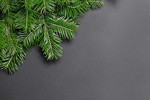 Pine Christmas tree branches on black paper background flat lay top view mock-up