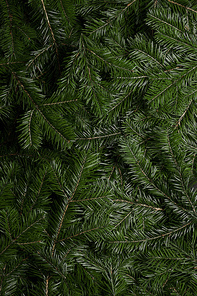Background of green fir branches for Christmas New Year celebration greeting card design