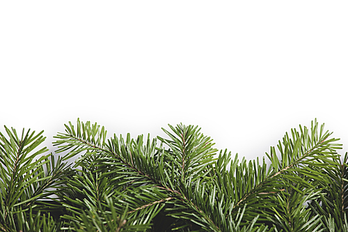 Christmas border arranged with fresh fir branches isolated on white , copy space for text
