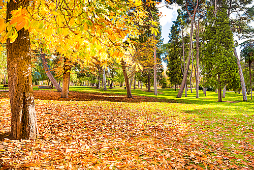 Yellow chestnut tree and green lawn covered with fallen leaves in autumn park