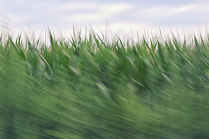 Motion blur on summer corn field