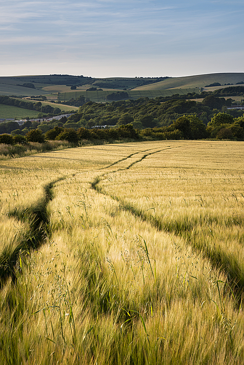 Beautiful Summer landscape of agricultural fields in English countryside during soft sunset light