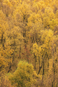 Stunning view of Silver Birch forest with golden leaves in Autumn Fall landscape scene of Upper Padley gorge in Peak District in England