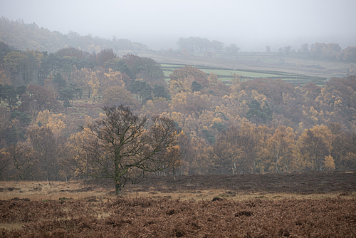 Beautiful vibrant Autumn Fall landscape in foggy Peak District in England