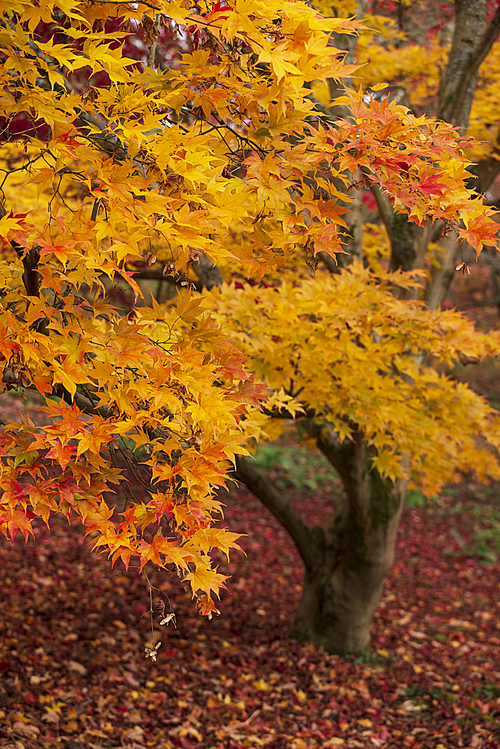 Stunning colorful vibrant red and yellow Japanese Maple trees in Autumn Fall forest woodland landscape detail in English countryside