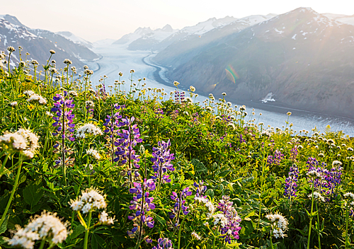 Mountain meadow in sunny day. Natural summer landscape. Mountains in Alaska.