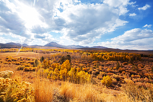 Sunny autumn meadow. Natural background.