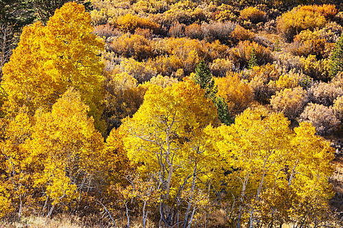 Colorful sunny forest scene in Autumn season with yellow trees in clear day.