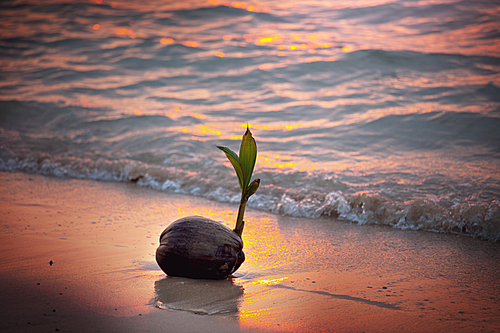 coconut sprout in sunset tropical beach