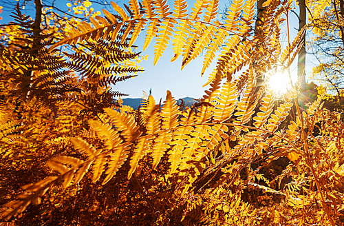 Colorful sunny forest scene in Autumn season with yellow trees in clear day.