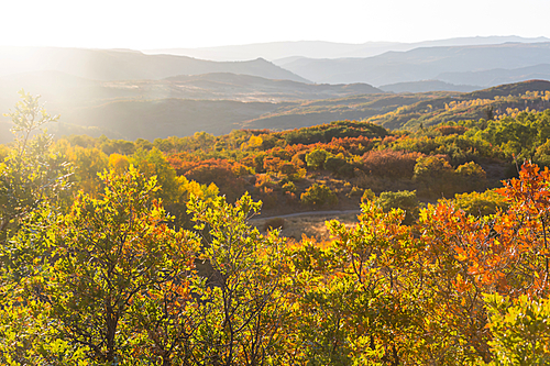 Colorful yellow autumn in Colorado, United States. Fall season.