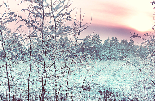 Scenic snow-covered forest in winter season. Good for Christmas background.