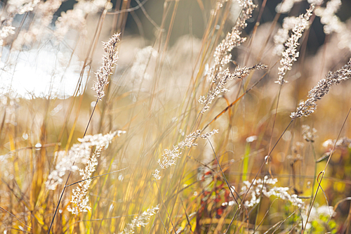 Sunny autumn meadow. Natural background.