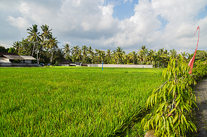 View of rice fields detail in Bali, Indonesia, Asia