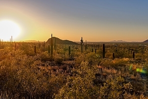 Saguaro cactus at dusk, with Interstate 10 visible in the background