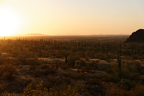 Saguaro cactus near Picacho Peak State Park, Arizona. Interstate 10 visible in the background