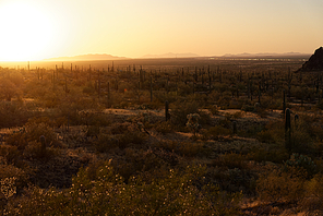 Saguaro cactus near Picacho Peak State Park, Arizona. Interstate 10 visible in the background