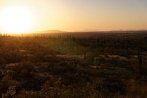 Saguaro cactus near Picacho Peak State Park, Arizona. Interstate 10 visible in the background