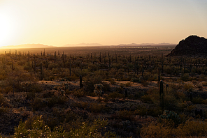 Saguaro cactus near Picacho Peak State Park, Arizona. Interstate 10 visible in the background