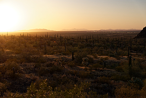 Saguaro cactus near Picacho Peak State Park, Arizona. Interstate 10 visible in the background