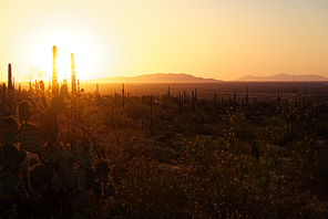 Saguaro cactus near Picacho Peak State Park, Arizona