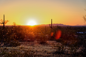 Saguaro cactus near Picacho Peak State Park, Arizona