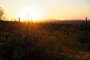 Saguaro cactus near Picacho Peak State Park, Arizona