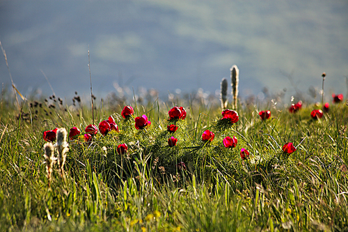 Red flowers blooming in a spring meadow