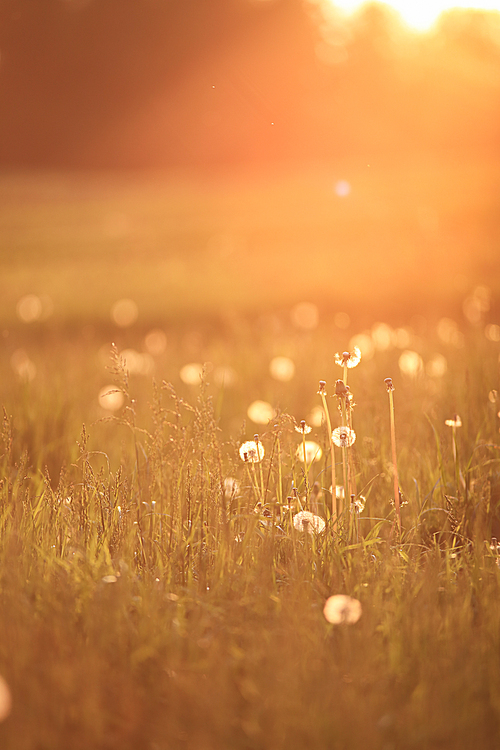 Sunny dandelion field in spring, Belarus